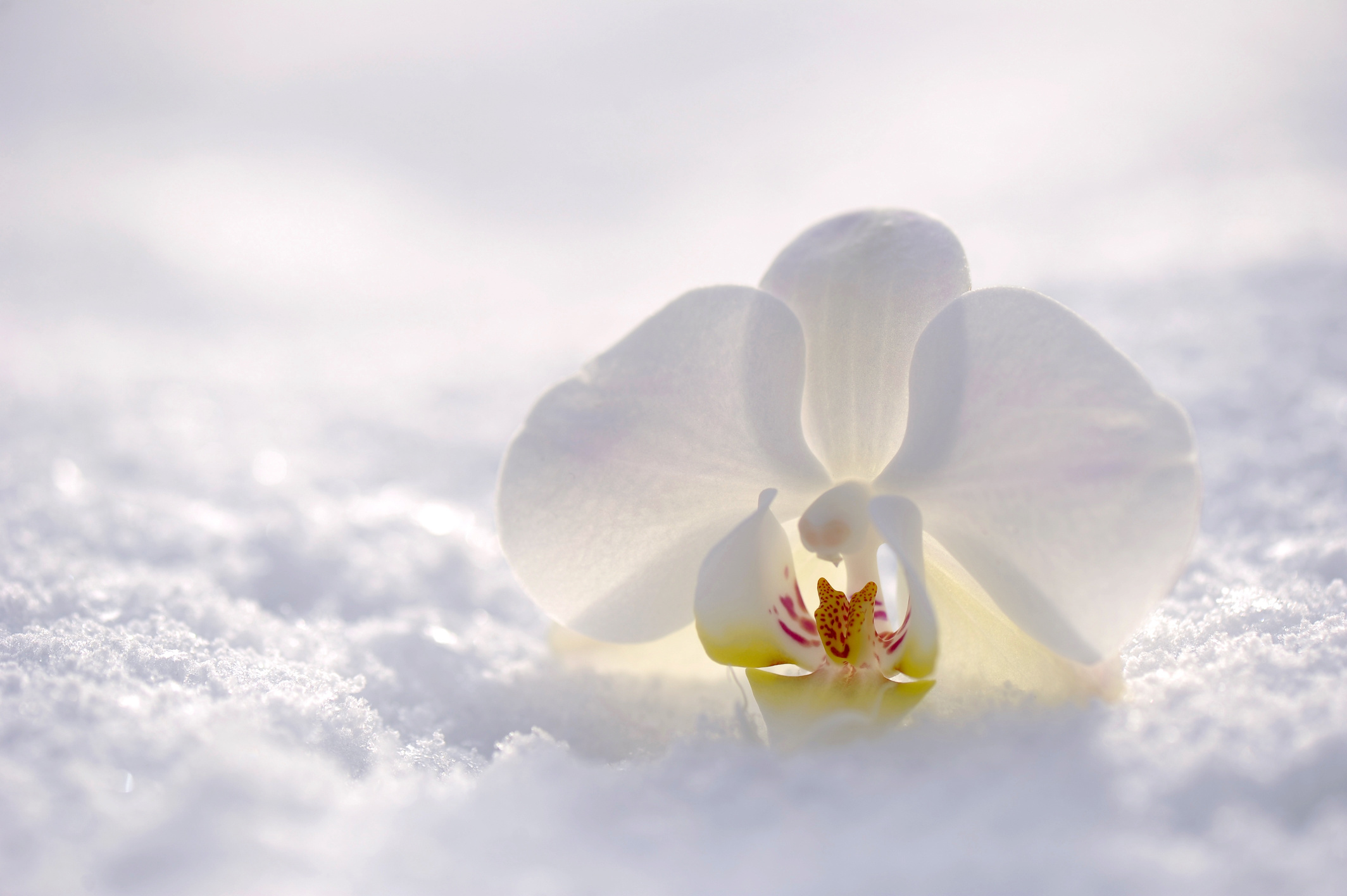 White Orchid Flower on the Snow