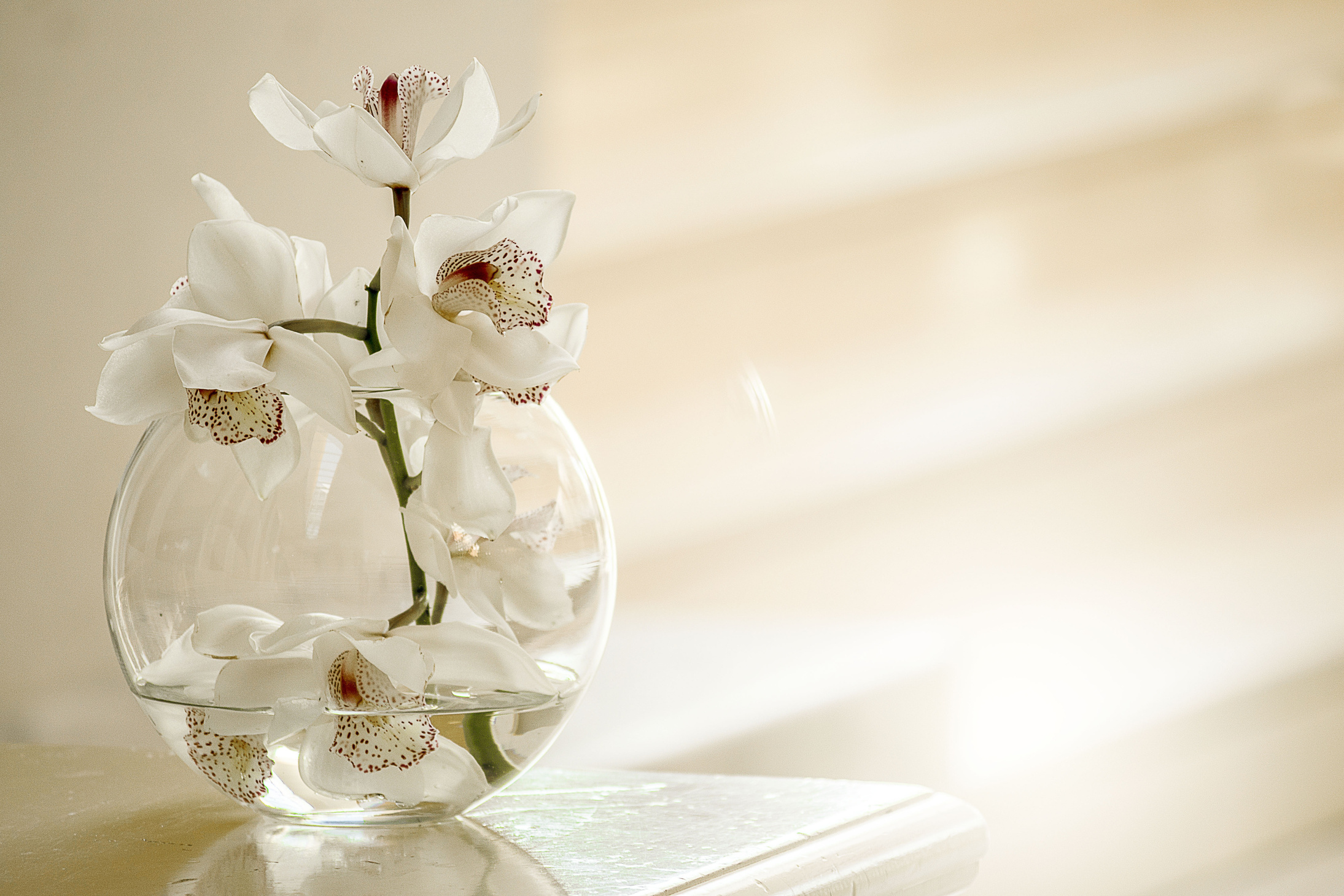 White Orchid Flower in a Vase
